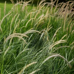 Pennisetum 'Fairy Tails' - Des épis qui dansent au vent