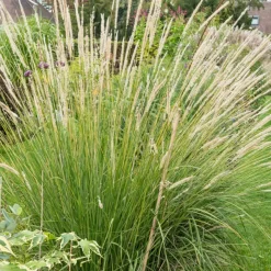 Pennisetum macrourum - Des épis dorés tout l'été