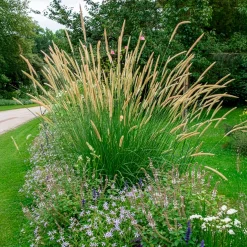 Pennisetum macrourum - Des épis dorés tout l'été