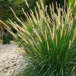 Pennisetum macrourum - Des épis dorés tout l'été