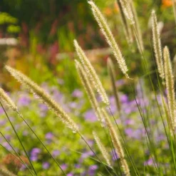 Pennisetum macrourum - Des épis dorés tout l'été