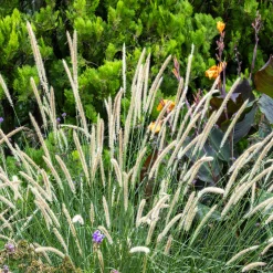 Pennisetum macrourum - Des épis dorés tout l'été