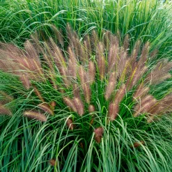 Pennisetum 'Red Head' - L'effet plumeau qui bouge