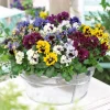 2 Pensées frisées en mélange - Des fleurs frisées tout l'hiver