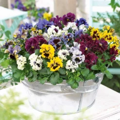 2 Pensées frisées en mélange - Des fleurs frisées tout l'hiver