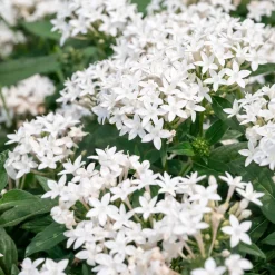 Pentas blanc - Un aimant à papillons