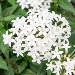 Pentas blanc - Un aimant à papillons