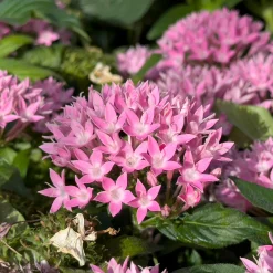 Pentas rose - Des fleurs tout l'été