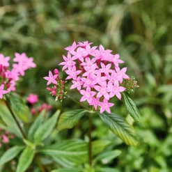 Pentas rose - Des fleurs tout l'été