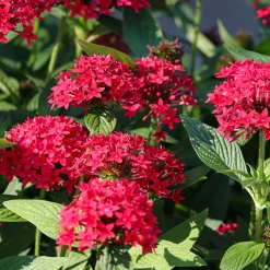 Pentas rouge - Fleurs rouges tout l'été