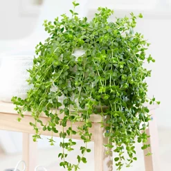 Peperomia 'Isabelle' - Plante suspendue - La cascade verte facile