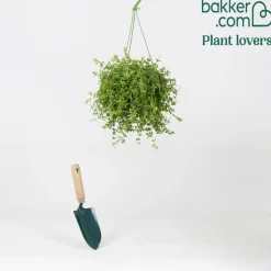 Peperomia 'Isabelle' - Plante suspendue - La cascade verte facile