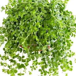 Peperomia 'Isabelle' - Plante suspendue - La cascade verte facile