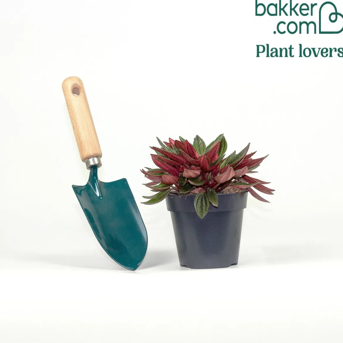 Peperomia Rosso - Feuillage bicolore effet velours