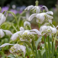 10 Perce-neige double - La 1re fleur de l'année