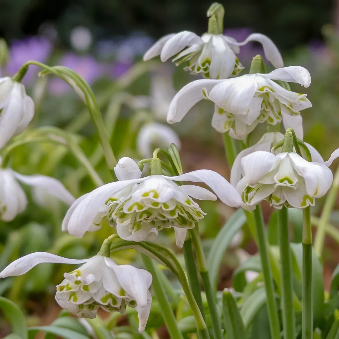 10 Perce-neige double - La 1re fleur de l'année