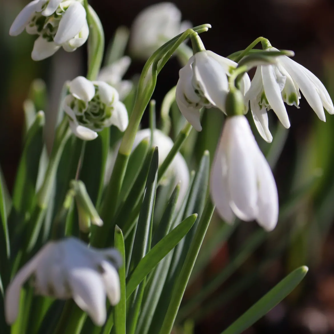 10 Perce-neige double - La 1re fleur de l'année