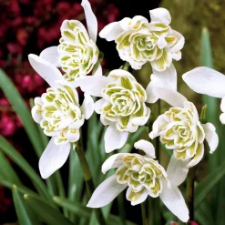 10 Perce-neige double - La 1re fleur de l'année
