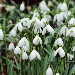 10 Perce-neige géant - Fleurit quand tout dort