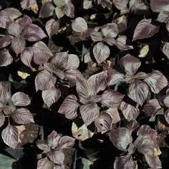 Perilla rouge - Shiso - Le shiso rouge maison