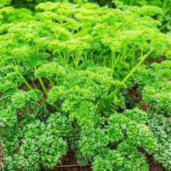 Persil Frisé vert foncé - Frais coupé, toute la saison