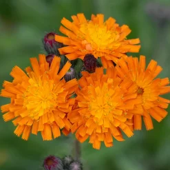 Épervière orangée - Un tapis orange vif