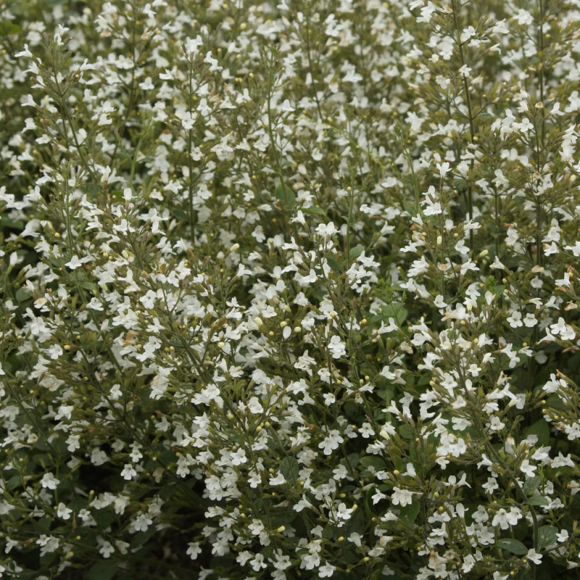 Petit calament White Cloud - Un nuage blanc plein d'abeilles