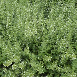 Petit calament White Cloud - Un nuage blanc plein d'abeilles