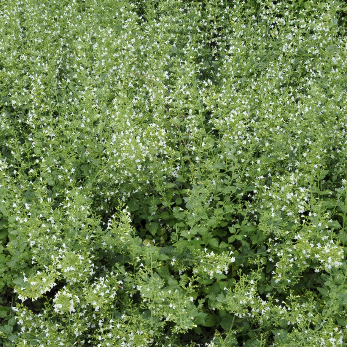 Petit calament White Cloud - Un nuage blanc plein d'abeilles