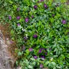 Petite pervenche Atropurpurea - Un tapis fleuri sans effort