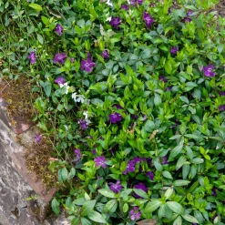 Petite pervenche Atropurpurea - Un tapis fleuri sans effort
