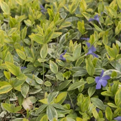Petite pervenche Aureovariegata - Tapis vert doré sans effort