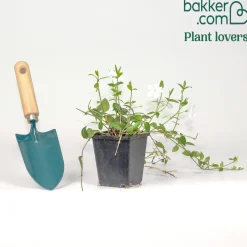 Petite pervenche blanche - Un tapis vert et blanc sans effort