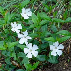 Petite pervenche blanche - Un tapis vert et blanc sans effort
