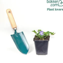 Petite pervenche Flower Power - Un tapis fleuri sans effort