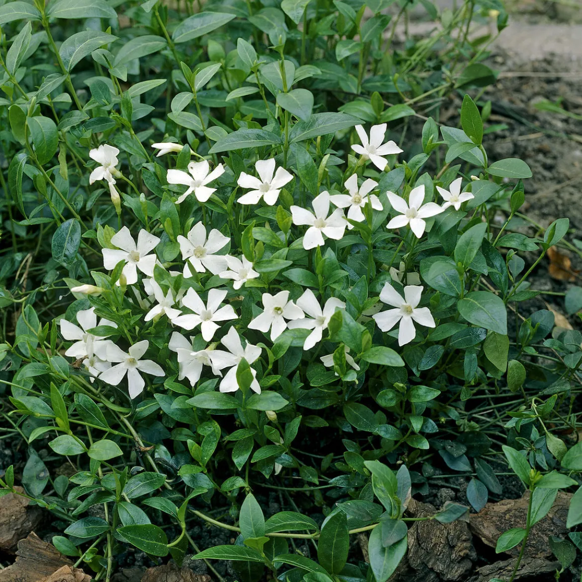 Petite pervenche Gertrude Jekyll - Un tapis blanc sans effort