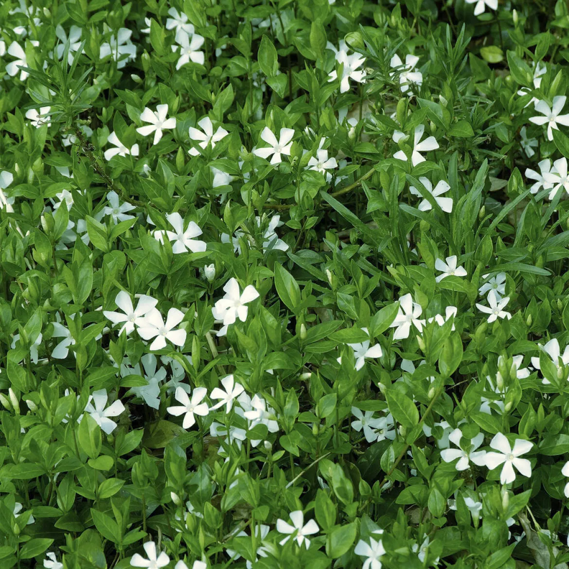 Petite pervenche Gertrude Jekyll - Un tapis blanc sans effort