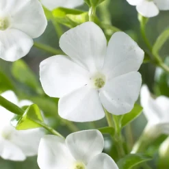 Petite pervenche Gertrude Jekyll - Un tapis blanc sans effort