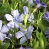 Petite pervenche La Grave - Un tapis fleuri sans effort
