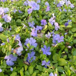 Petite pervenche Marie - Le tapis fleuri qui aime l'ombre