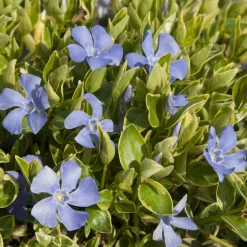 Petite pervenche panachée - Le tapis vert qui fleurit seul