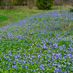 Petite pervenche - Un tapis vert sans effort