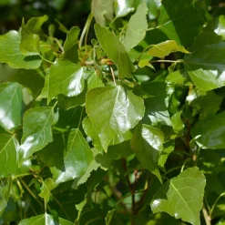 10 Peupliers noirs d'Italie - Un rideau vert en un été