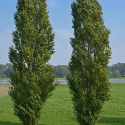 10 Peupliers noirs d'Italie - Un rideau vert en un été