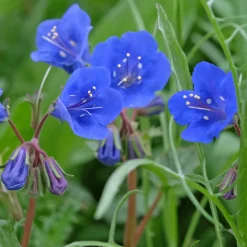 Phacelie Blue Bell - Le bleu qui attire les abeilles
