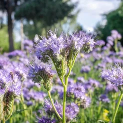 Phacélie Bio - Le champ bleu des abeilles