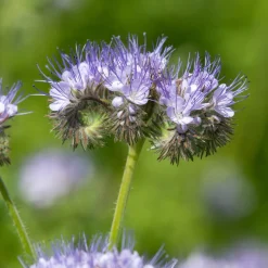 Phacélie Bio - Le champ bleu des abeilles