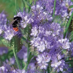 Phacélie à feuilles de tanaisie - Un tapis violet plein d'abeilles