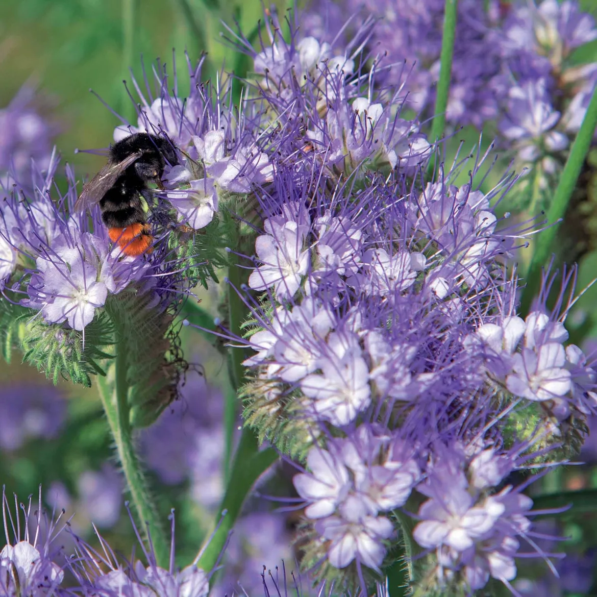 Phacélie à feuilles de tanaisie - Un tapis violet plein d'abeilles