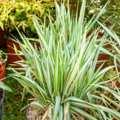 Phalaris panaché -Baldingère faux roseau - Le roseau qui éclaire l'eau